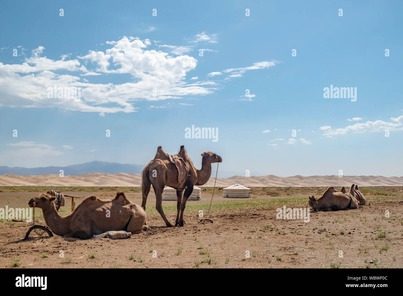 The Bactrian camel is a native to the steppes of Central Asia. In contrast to the single-humped dromedary camel, the Bactrian camel has two humps on i Stock Photo