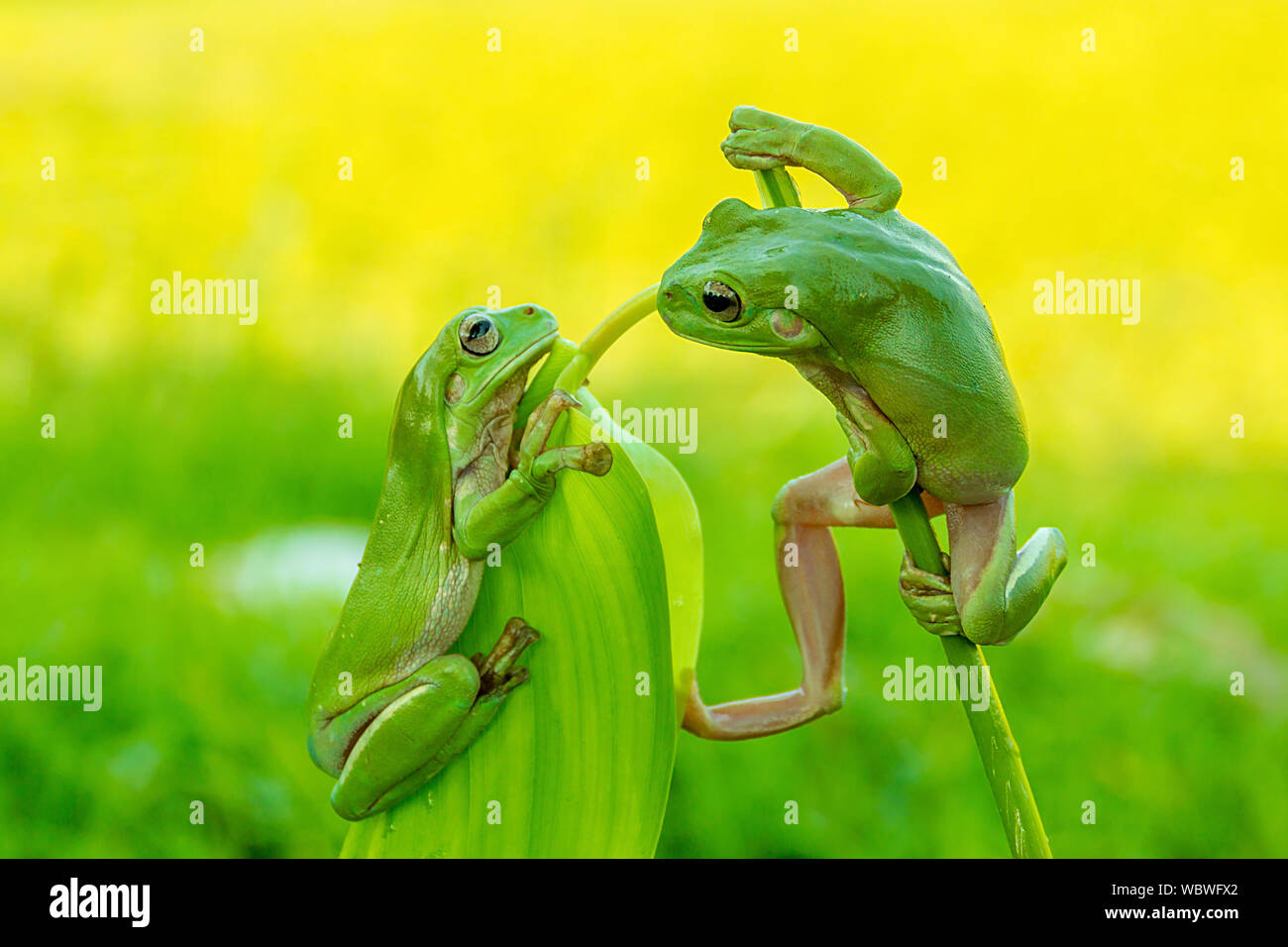 Close-up Of Frogs On Leaves Stock Photo