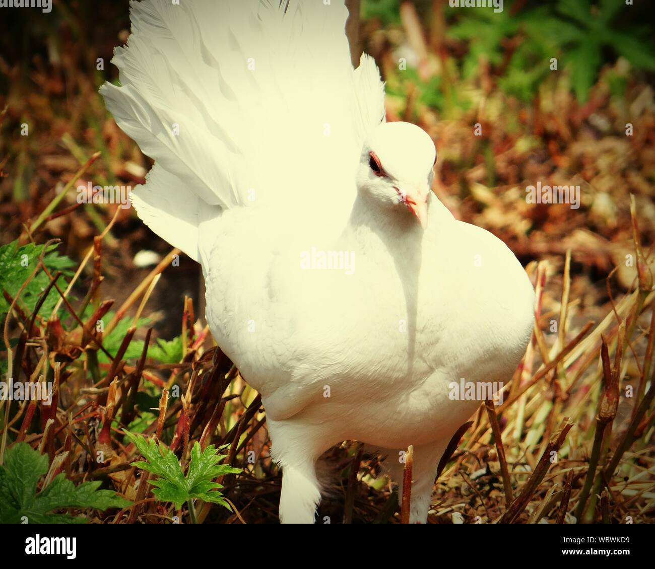 White homing pigeon hi-res stock photography and images - Alamy