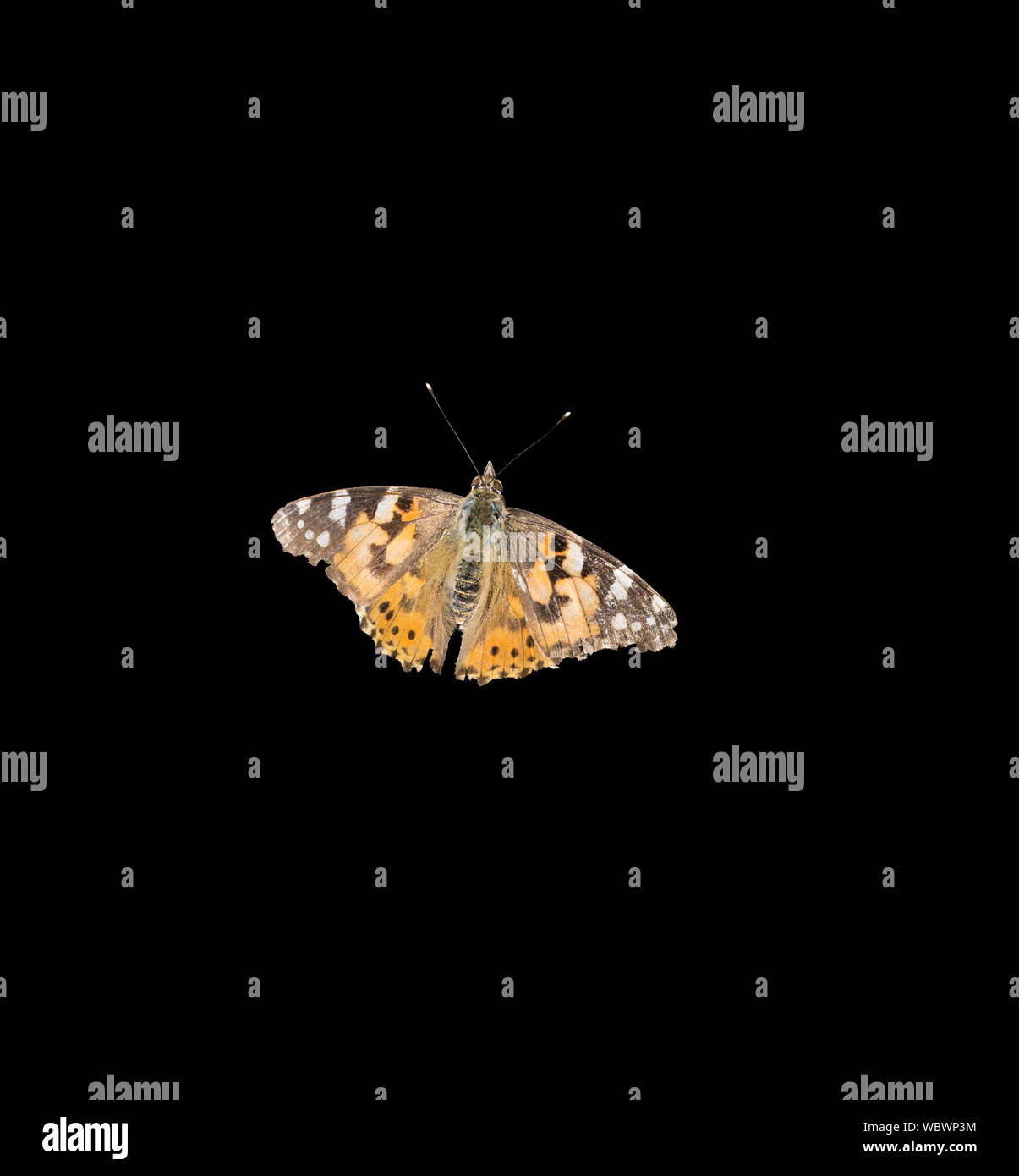 Painted lady butterfly in Milton Cambridge August 2019 Stock Photo
