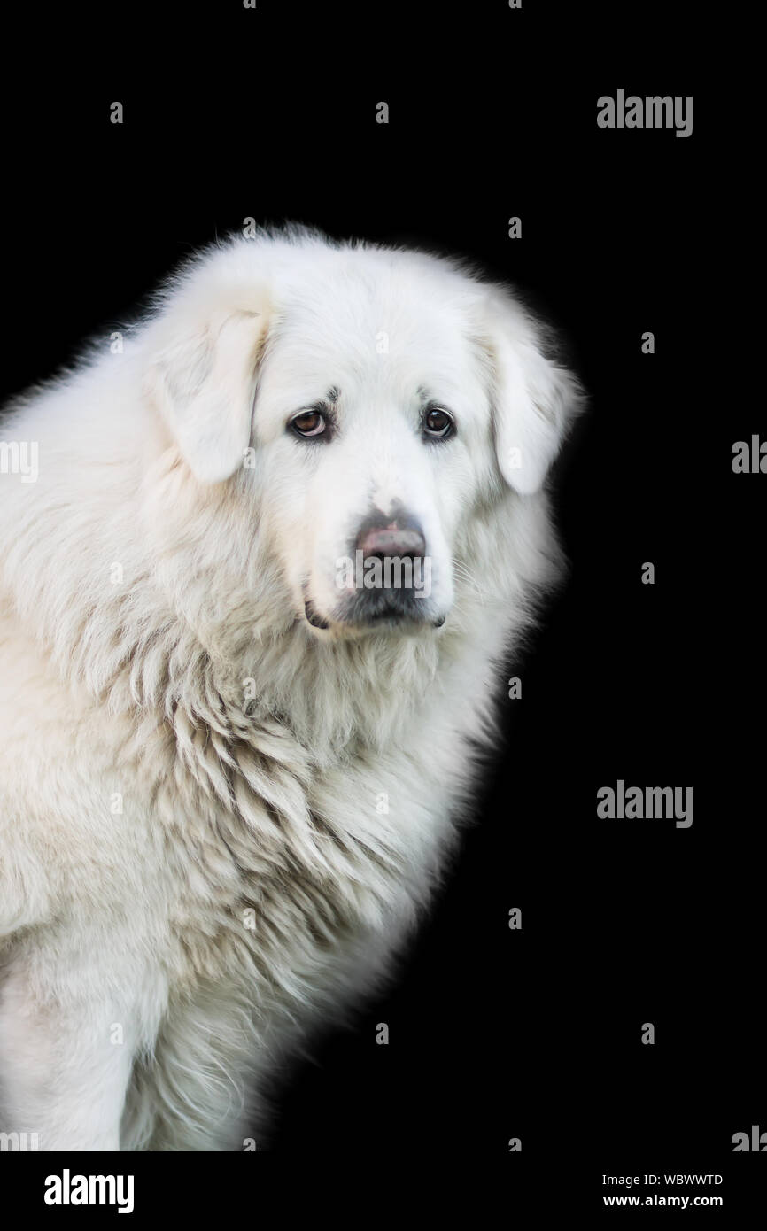 White slovak cuvac dog isolated on black background, looking sad and vigilant Stock Photo