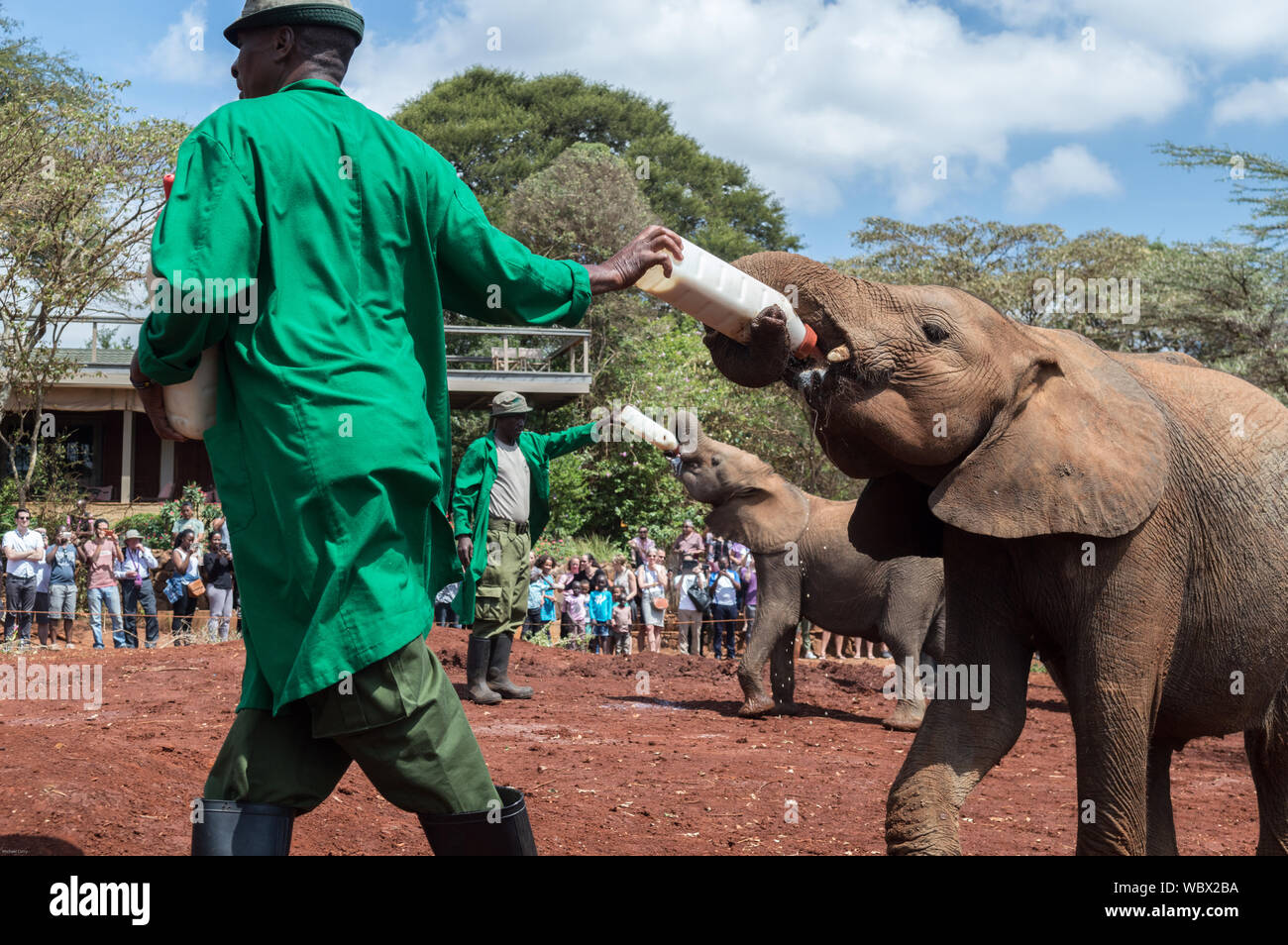 Feeding time for the orphan baby elephants in Kenya Stock Photo