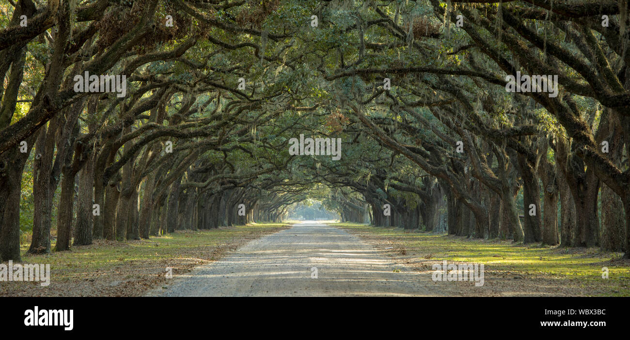 panorama of avenue of live oaks in the American South Stock Photo - Alamy