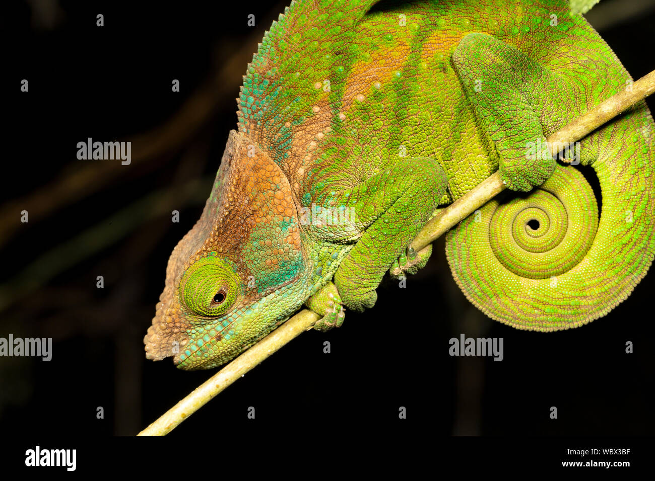 O'Shaughnessy's Chameleon, Calumma oshaughnessyi, Ranomafana National Park, Madagascar. Family Chamaeleonidae. Stock Photo