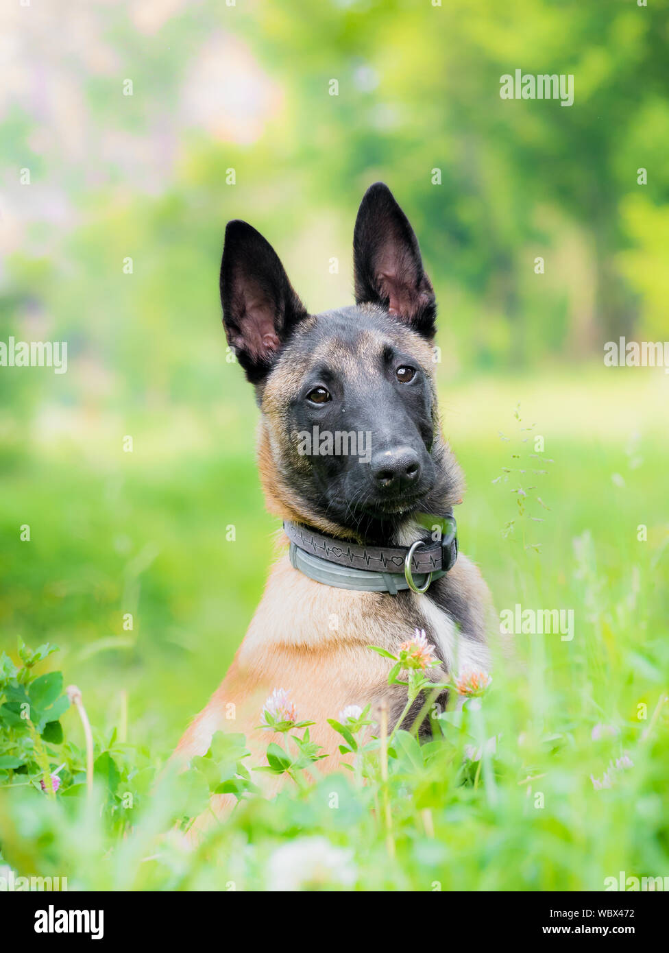 Portrait of belgian shepherd, malinois, obedient sitting young dog ...