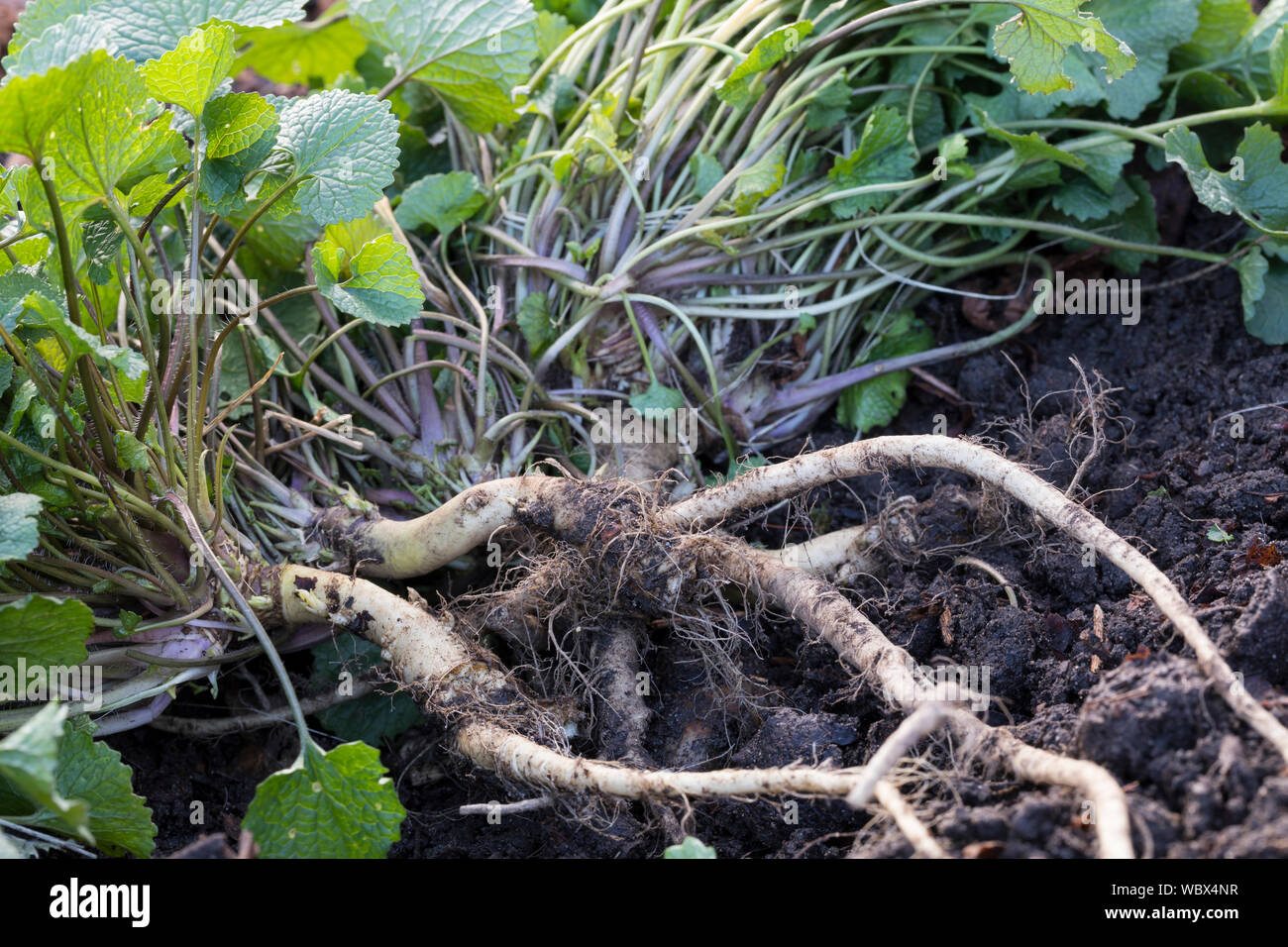 Gewohnliche Knoblauchsrauke Ernte Ernten Krauterernte