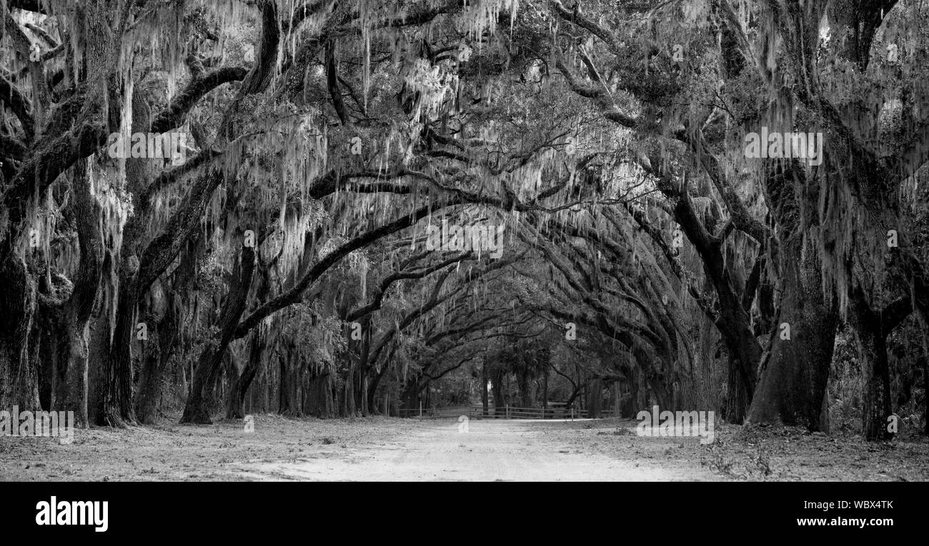 Avenue of oaks and spanish moss in American deep south Stock Photo