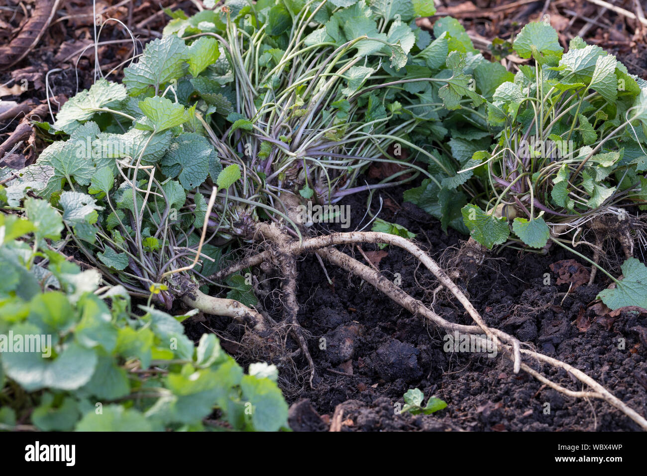 Gewohnliche Knoblauchsrauke Ernte Ernten Krauterernte