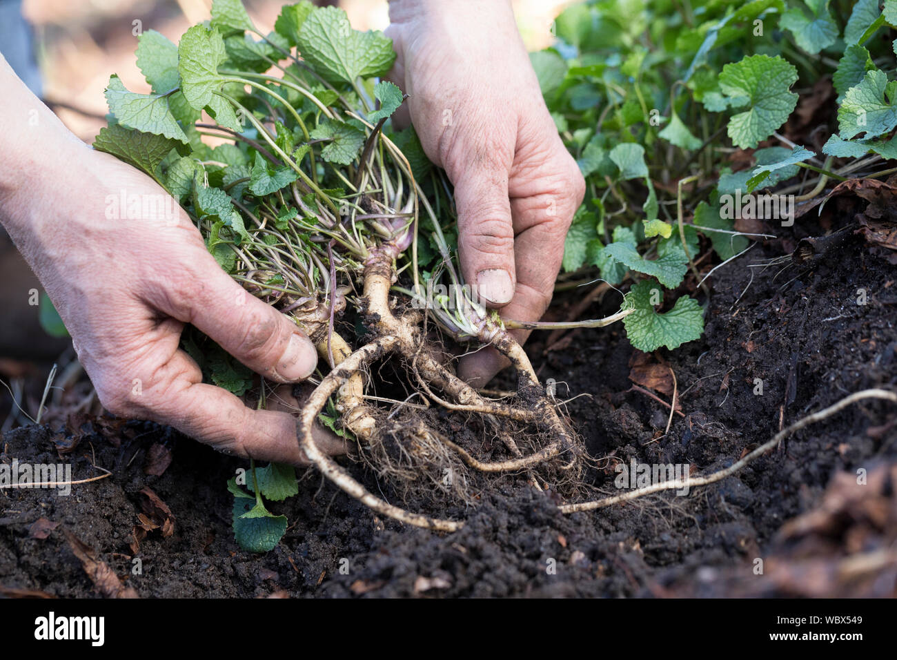 Gewöhnliche Knoblauchsrauke, Ernte, ernten, Kräuterernte, Wurzelernte, Wurzel, Wurzeln, Knoblauchsrauken-Wurzeln, Knoblauchsrauken-Wurzel, Knoblauchsr Stock Photo