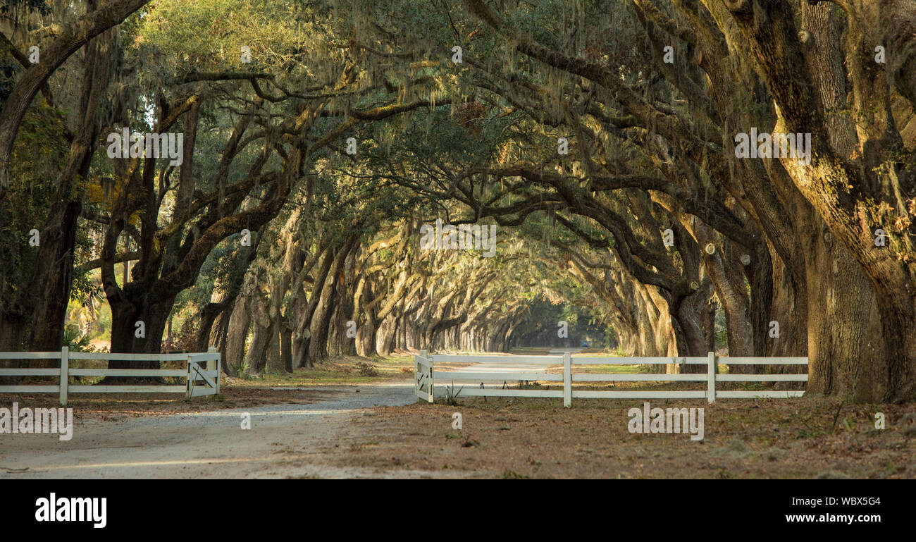 Dramatic avenue of oaks in the American deep south Stock Photo