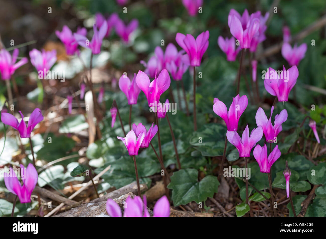 Geschweiftblättriges Alpenveilchen, Geschweiftes Alpenveilchen, Cyclamen repandum, spring sowbread, Wavy-edged cyclamen, le cyclamen étalé, Cyclamen d Stock Photo