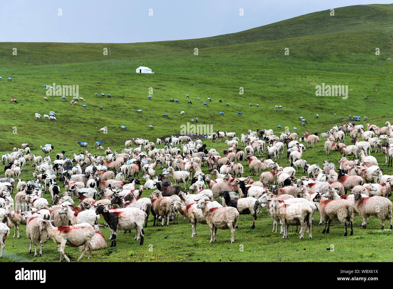 (190827) -- GANSU, Aug. 27, 2019 (Xinhua) -- Photo taken on July 27, 2019 shows a flock of goats in a pasture at the foot of Qilian Mountains in northwest China. Located in the convergence zone of the Loess Plateau, the Mongolian Plateau and the Qinghai-Tibet Plateau, Gansu Province in northwest China strides across various landforms including grasslands, forests, deserts, wetlands and mountains. In recent years, through persistent efforts on protecting water conservation area, containing desertification and resuming forests from farmlands, the ecological environment of Gansu has witnessed con Stock Photo