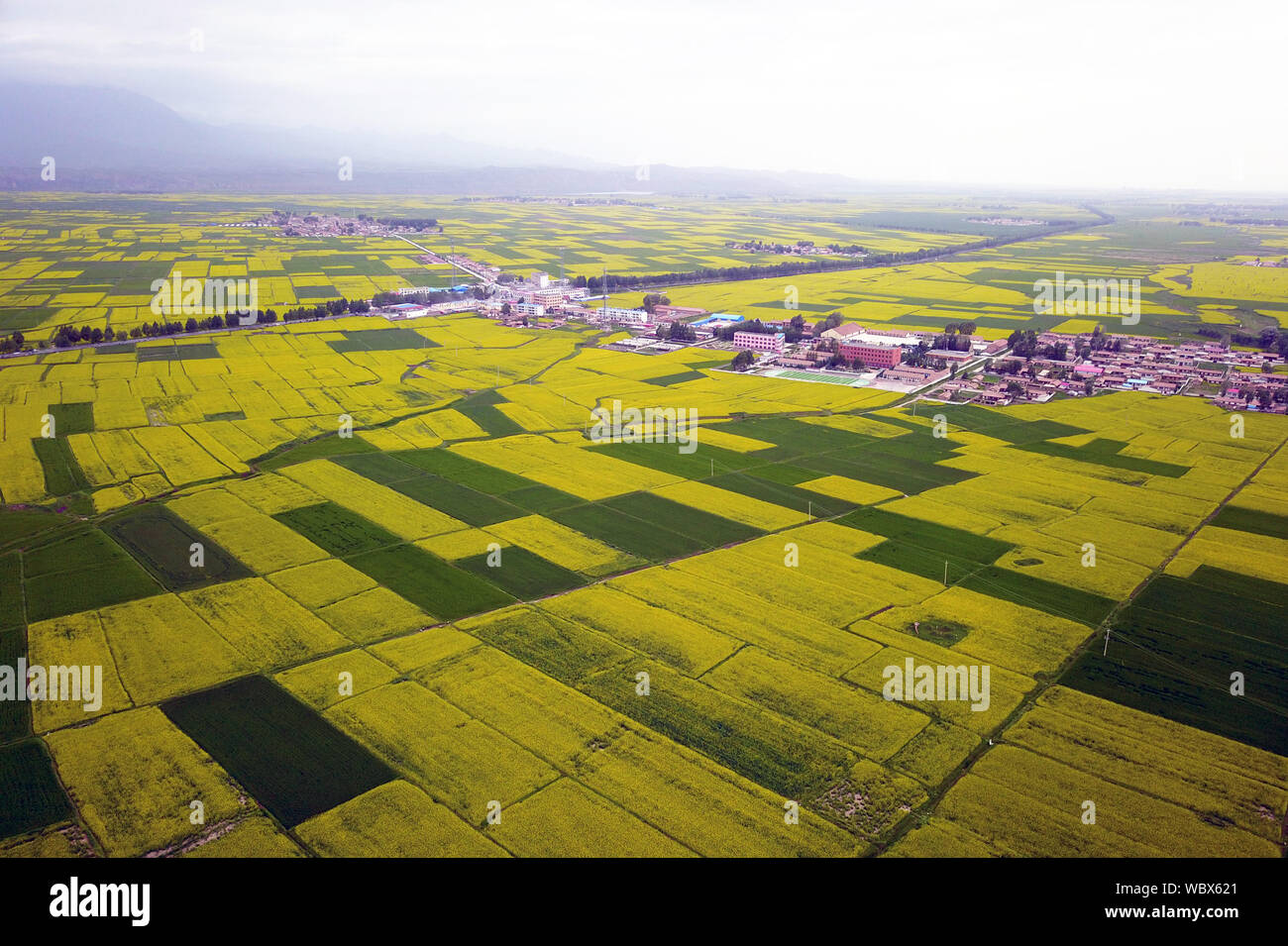 (190827) -- GANSU, Aug. 27, 2019 (Xinhua) -- Aerial photo taken on July 17, 2019 shows cole flowers in Minle County of Zhangye City, northwest China's Gansu Province. Located in the convergence zone of the Loess Plateau, the Mongolian Plateau and the Qinghai-Tibet Plateau, Gansu Province in northwest China strides across various landforms including grasslands, forests, deserts, wetlands and mountains. In recent years, through persistent efforts on protecting water conservation area, containing desertification and resuming forests from farmlands, the ecological environment of Gansu has witnesse Stock Photo