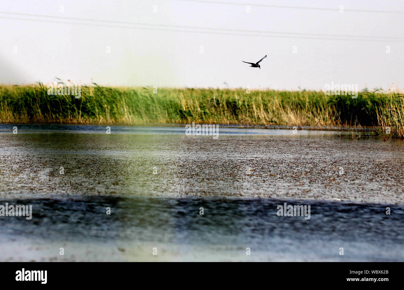 (190827) -- GANSU, Aug. 27, 2019 (Xinhua) -- A migratory bird flies over the Qingtu Lake in Minqin County of Wuwei City, northwest China's Gansu Province, June 13, 2019. Once had been dried for around 50 years until 2010, the lake was revived due to years of desertification control efforts. Located in the convergence zone of the Loess Plateau, the Mongolian Plateau and the Qinghai-Tibet Plateau, Gansu Province in northwest China strides across various landforms including grasslands, forests, deserts, wetlands and mountains. In recent years, through persistent efforts on protecting water conser Stock Photo
