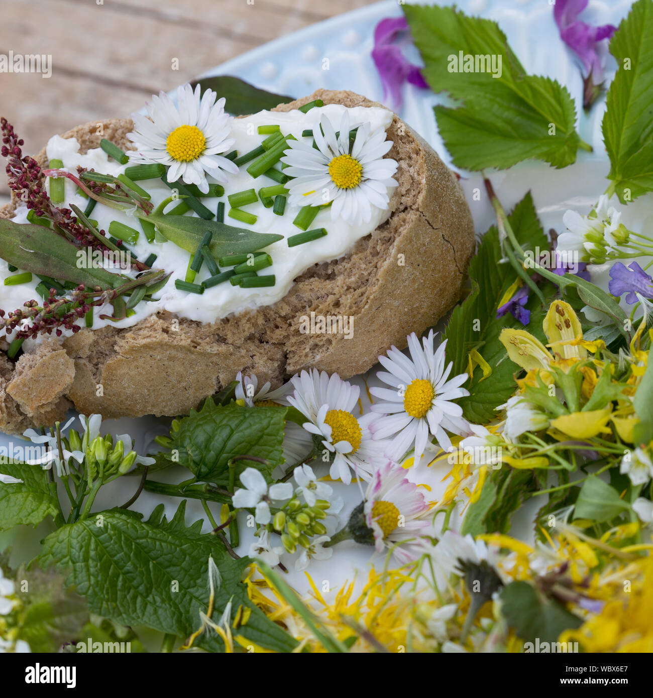 Frühlingskräutersalat, Frühlings-Kräutersalat, Frühlingskräuter-Salat, Frühlingssalat, Frühlings-Salat, Salat aus Wildgemüse, Wildgemüsesalat, Wildgem Stock Photo