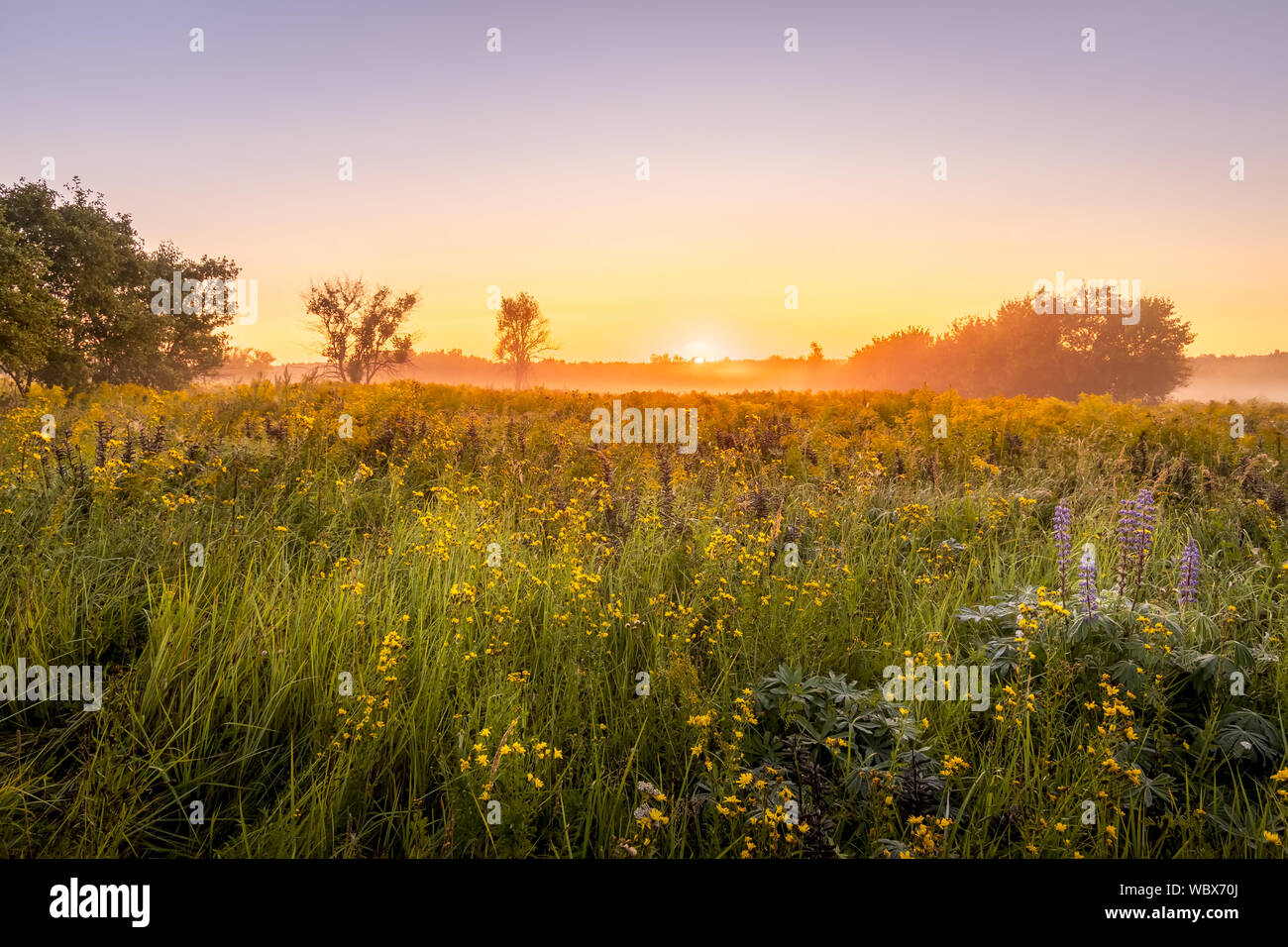 Sunrise on a field covered with wild flowers in summer season with fog ...
