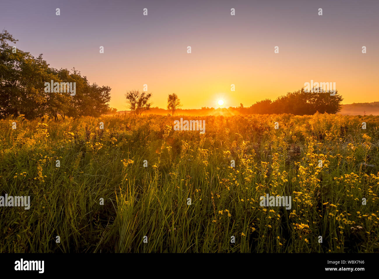 Sunrise on a field covered with wild flowers in summer season with fog ...