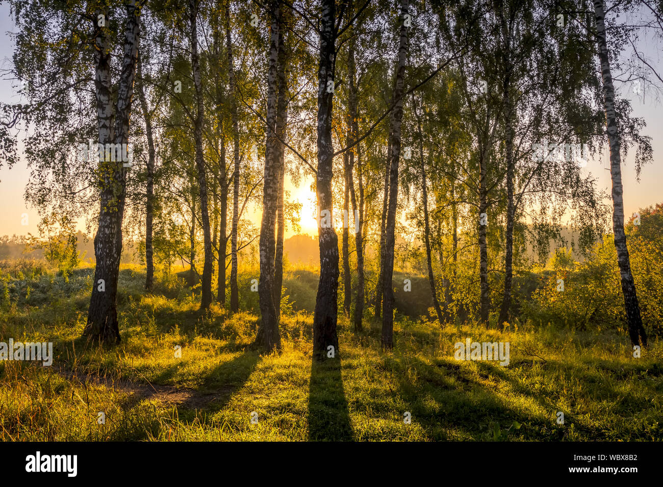 A scene of sunrise in a birch forest on a sunny summer morning with fog ...
