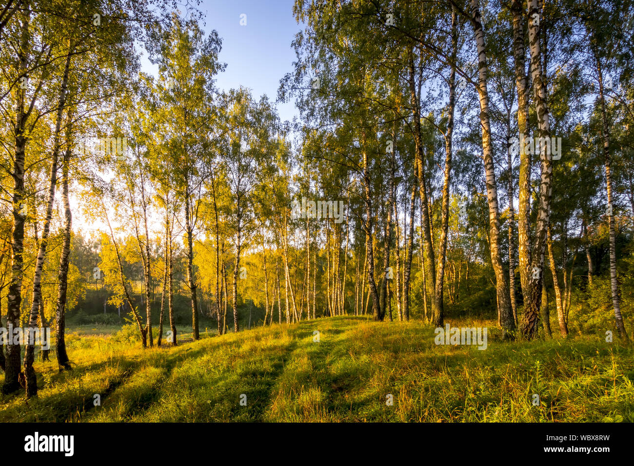 A scene of sunrise in a birch forest on a sunny summer morning with fog ...