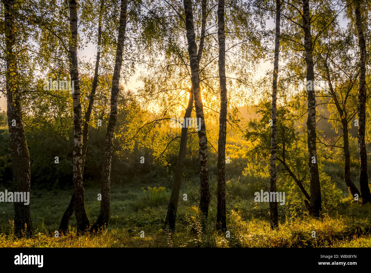 A scene of sunrise in a birch forest on a sunny summer morning with fog ...