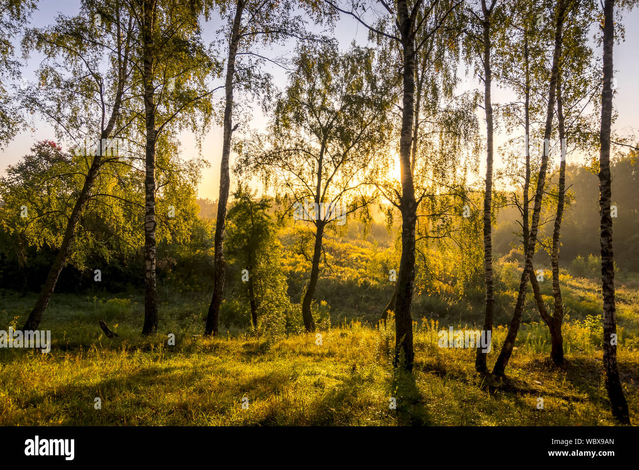 A scene of sunrise in a birch forest on a sunny summer morning with fog ...