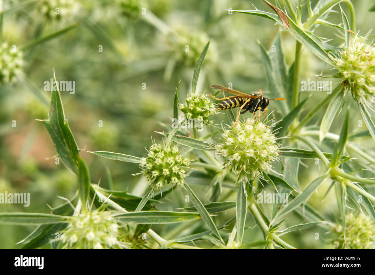 wasp sitting on flower of eryngium campestre, a herbal medicine against