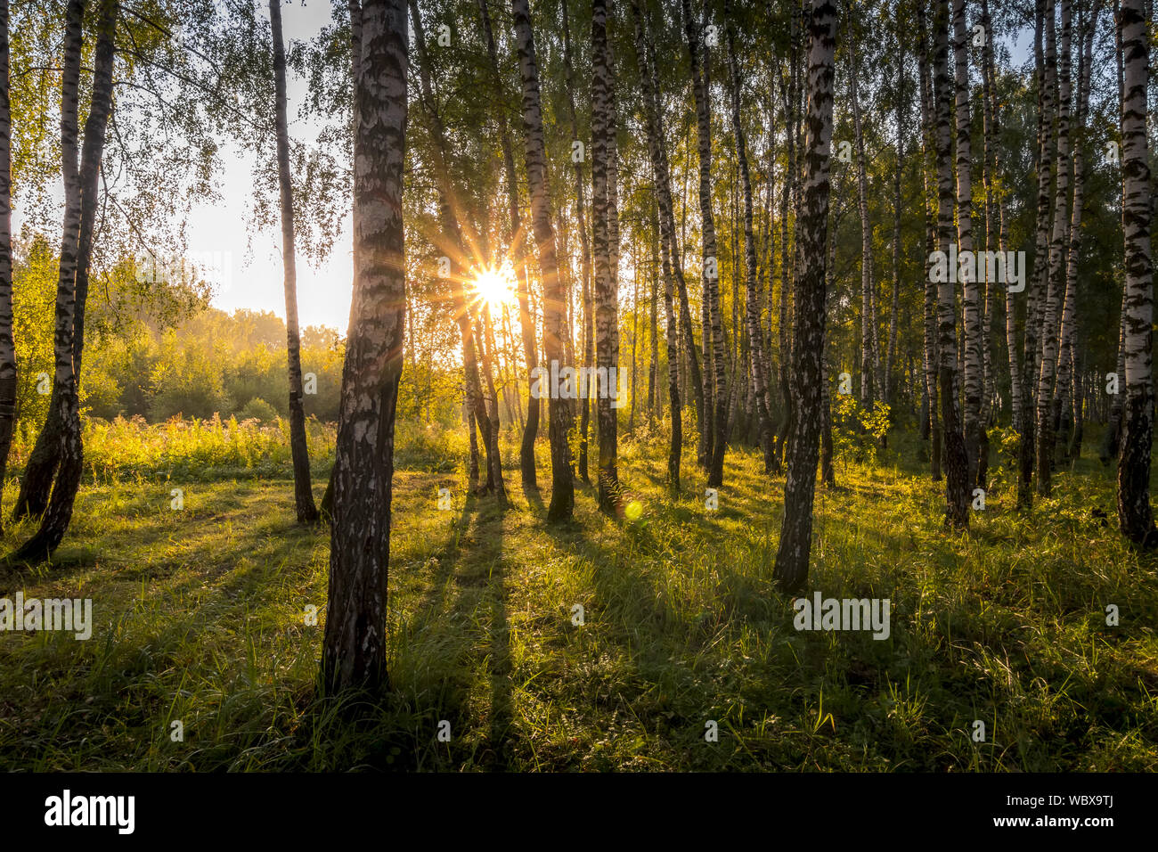 A scene of sunrise in a birch forest on a sunny summer morning with fog ...