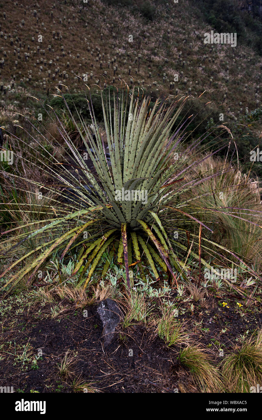 Achupalla is a Puya species growing on the Páramo highland in the Reserve Ecológica El Ángel at 3800 meters in the Andes of Northern Ecuador and is he Stock Photo