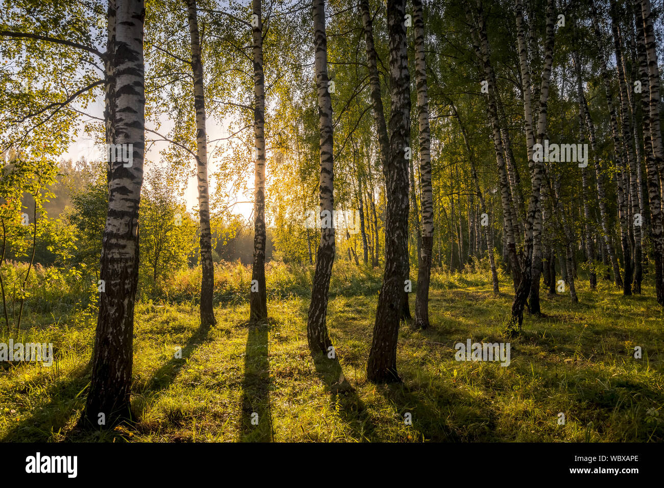 A scene of sunrise in a birch forest on a sunny summer morning with fog ...