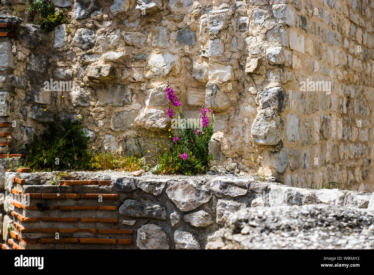 Stone growing flower hi-res stock photography and images - Alamy