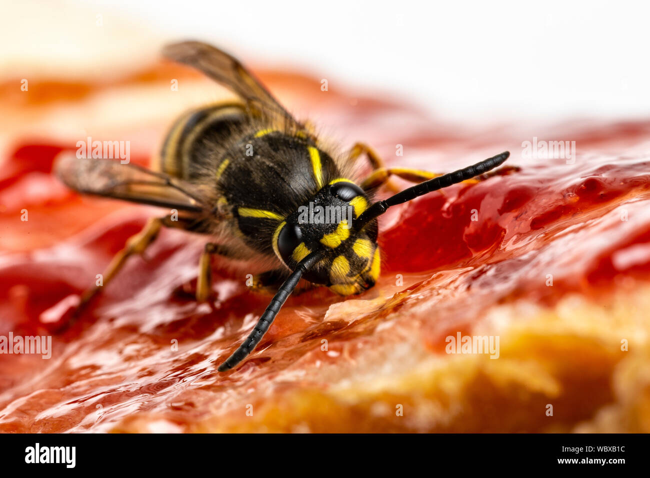 Common Wasp, Vespula vulgaris, feeding on a piece of bread and jam, Monmouthshire, Wales, March. Family Vespidae Stock Photo