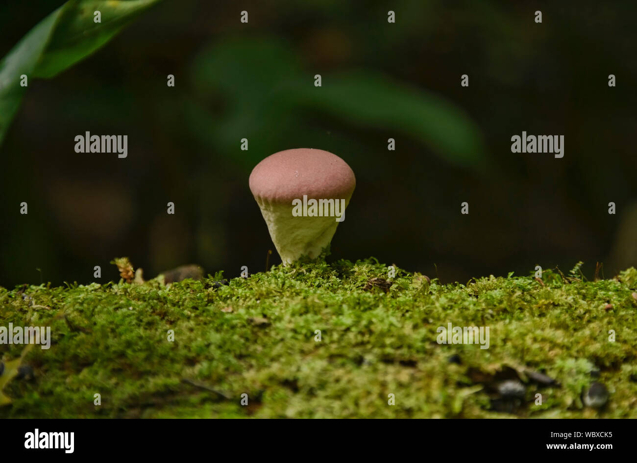 fungus on a fallen log in the Peruvian Amazon Stock Photo - Alamy