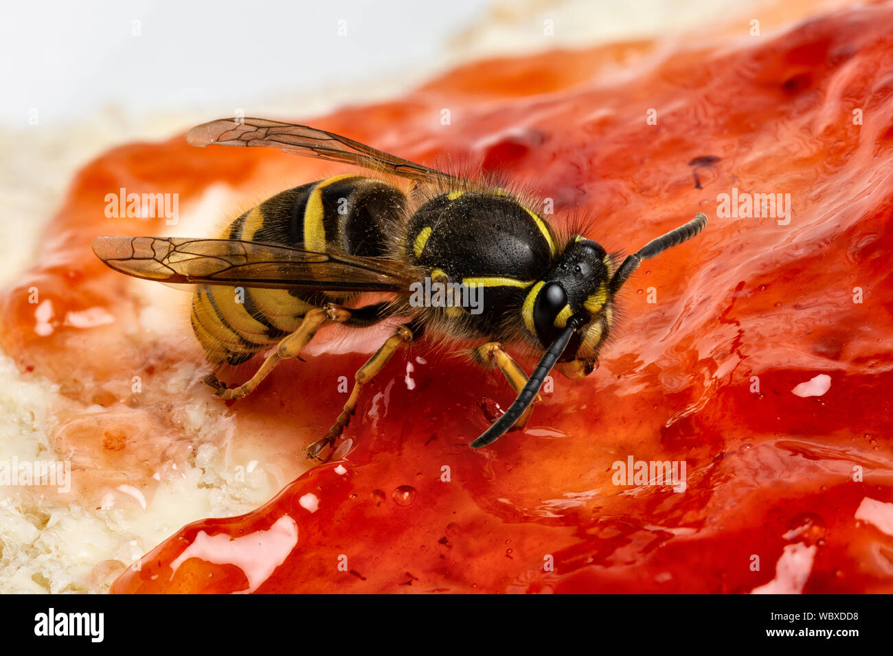 Common Wasp, Vespula vulgaris, feeding on a piece of bread and jam, Monmouthshire, Wales, March. Family Vespidae Stock Photo