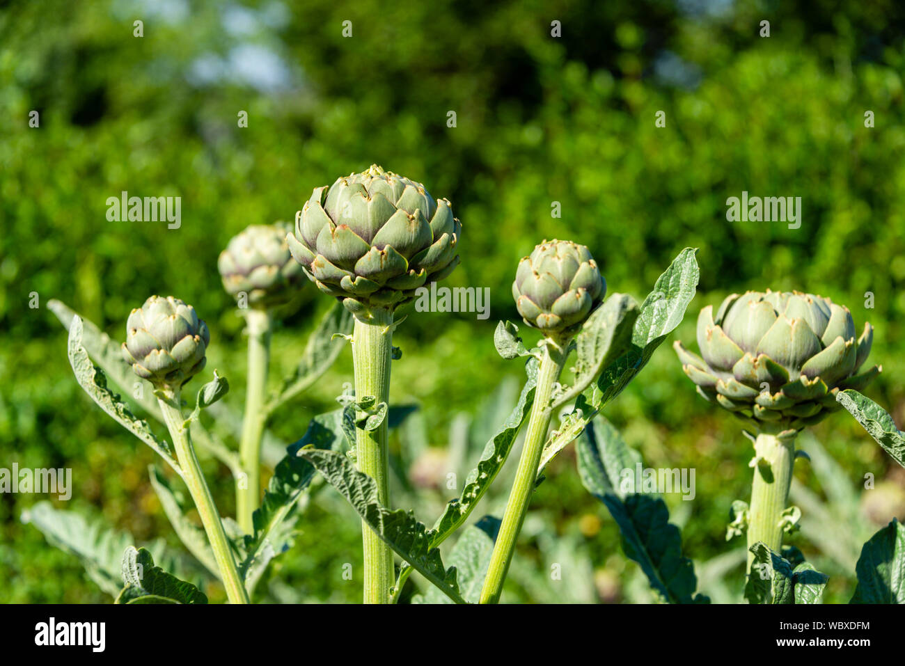 Globe artichokes (Cynara scolymus), growing on a South Yorkshire