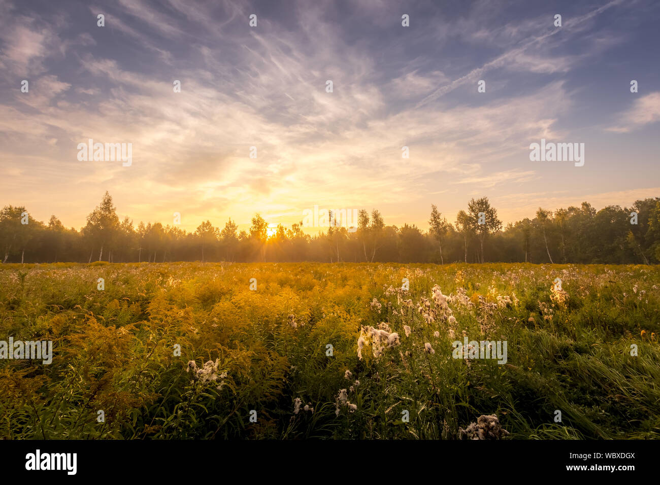 Sunrise on a field covered with wild flowers in summer season with fog ...
