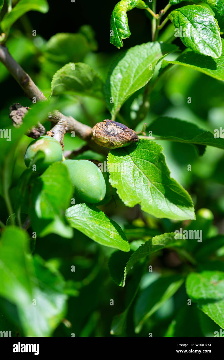 Plum tree infected with 'pocket plum disease' caused by the fungus Taphrina pruni. England, UK. Stock Photo