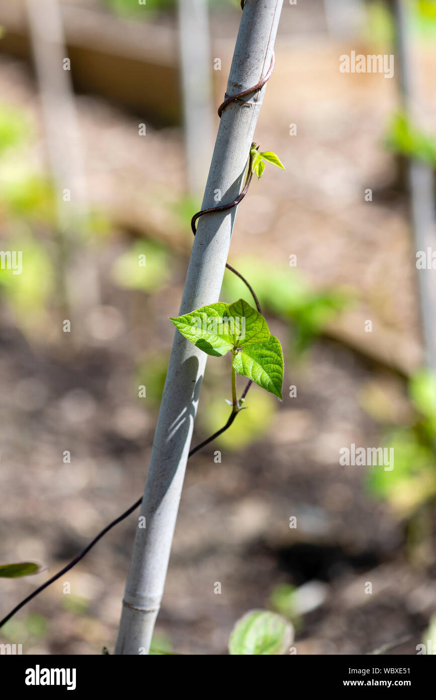 French bean cane hires stock photography and images Alamy