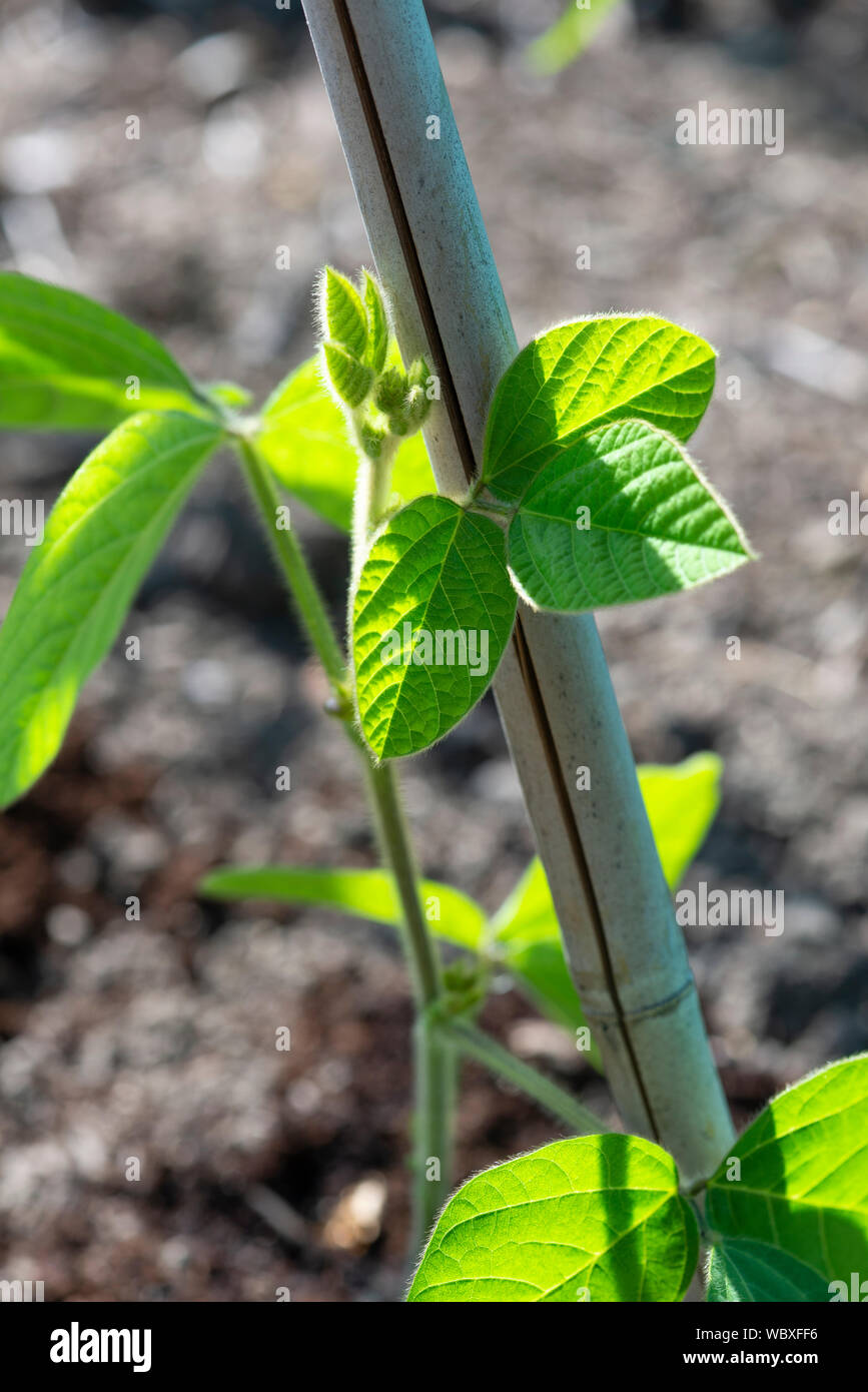 Edamame bean 'Elena' (Glycine max) plant, growing on a South Yorkshire allotment. Stock Photo