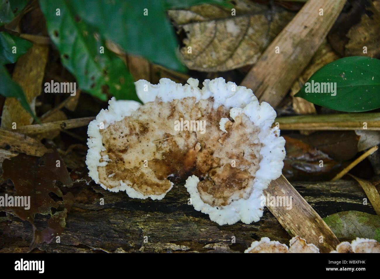fungus on a fallen log in the Peruvian Amazon Stock Photo - Alamy