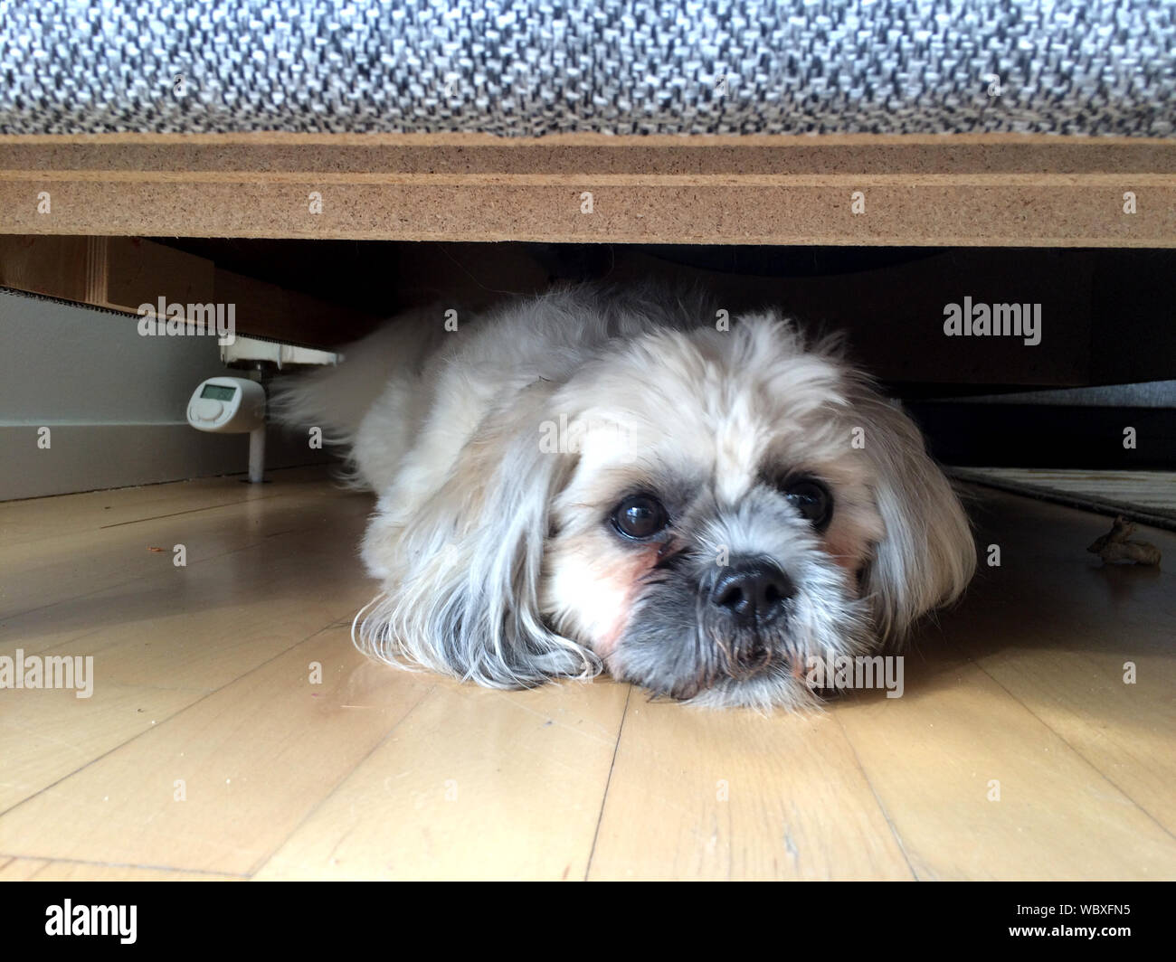 Why Do Dogs Put Their Head Under Furniture