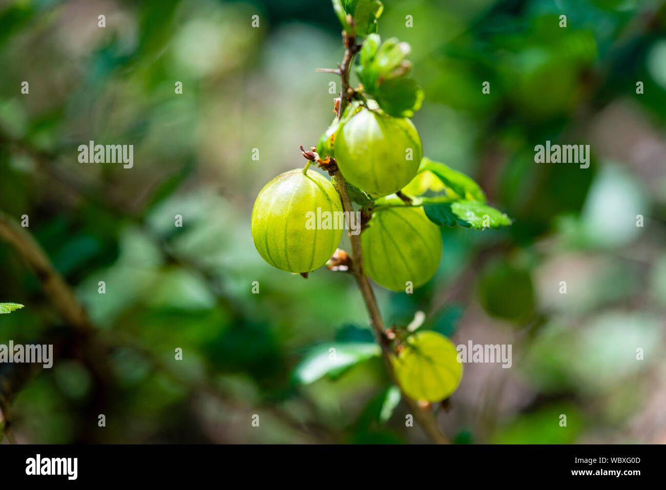 Gooseberry (Ribes uva-crispa) 'Invicta' growing on a bush. South Yorkshire, England. Stock Photo