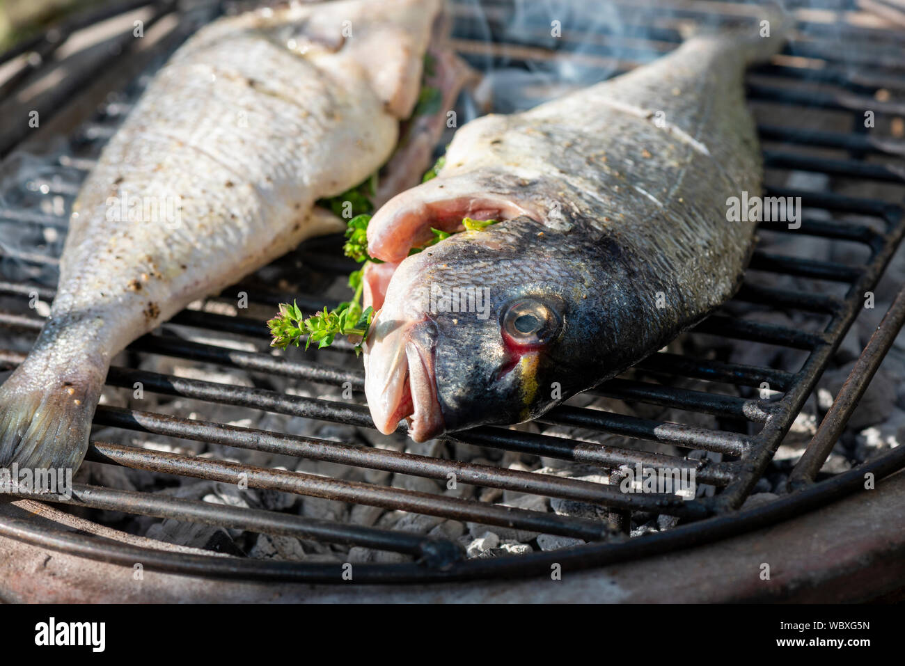 Two herb stuffed sea bream fish charcoal grilling on a barbecue Stock