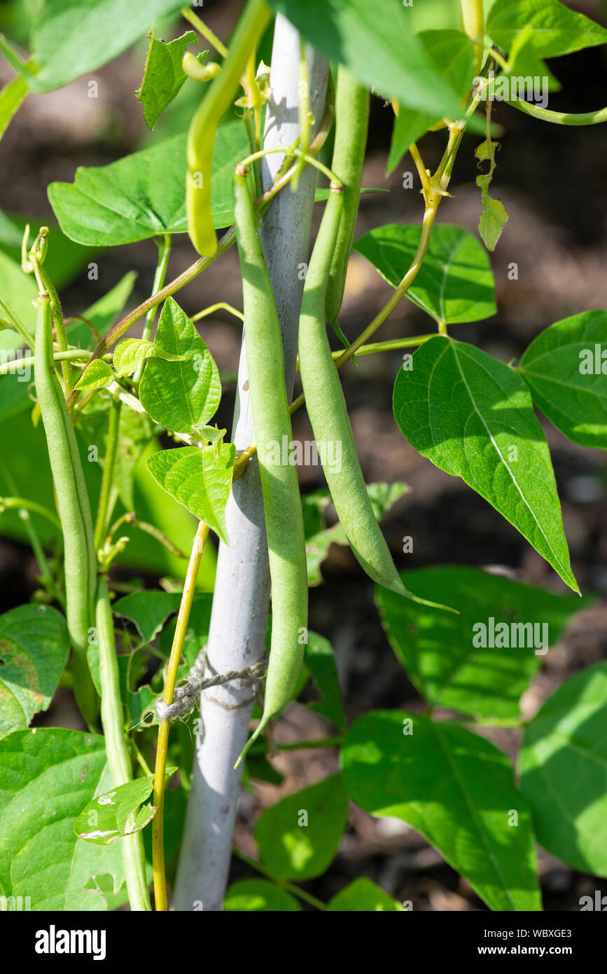 Climbing French beans 'Monte Cristo' (Phaseolus vulgaris), growing on a South Yorkshire allotment. England, UK. Stock Photo