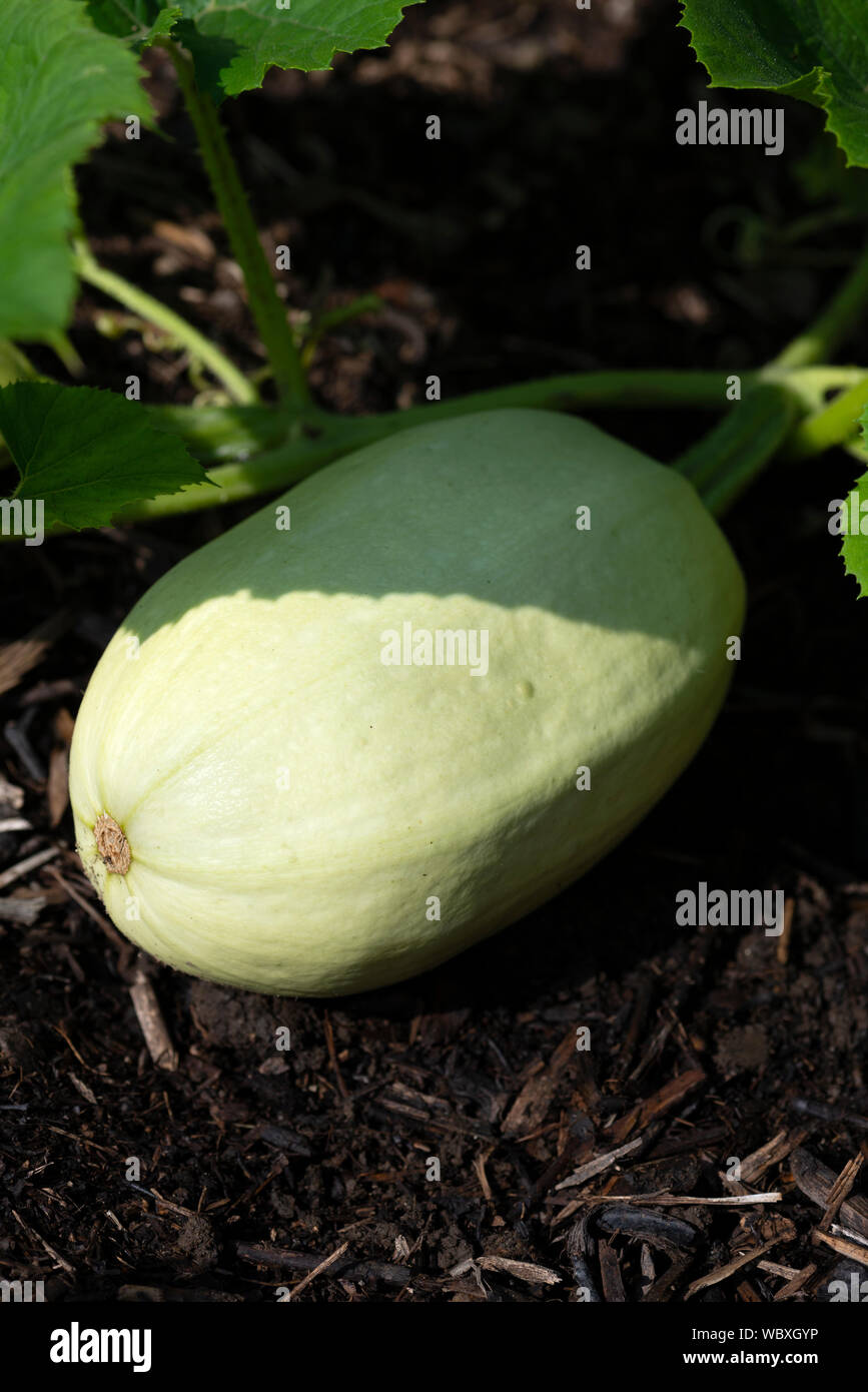 Large Spaghetti squash (Cucurbita pepo), growing on an allotment. UK