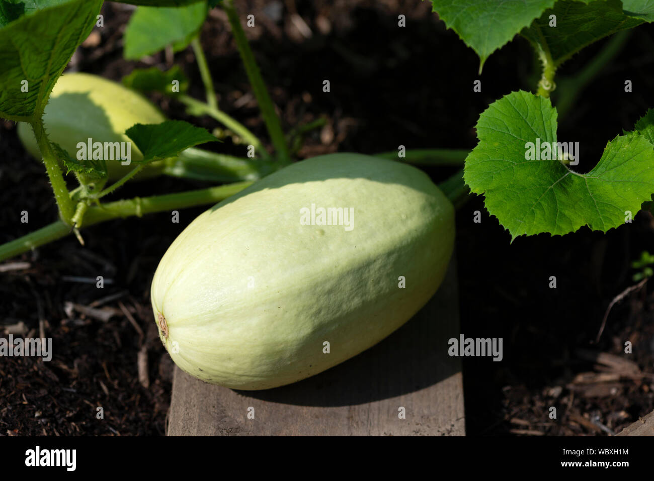 Large Spaghetti squash (Cucurbita pepo), raised onto a wooden board to prevent the fruit touching the soil rotting. South Yorkshire, UK. Stock Photo