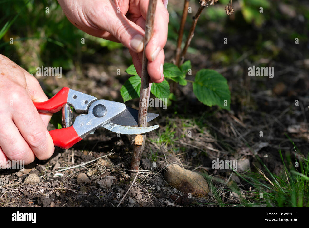 Cutting back raspberry canes in a kitchen garden.  South Yorkshire, England. Stock Photo