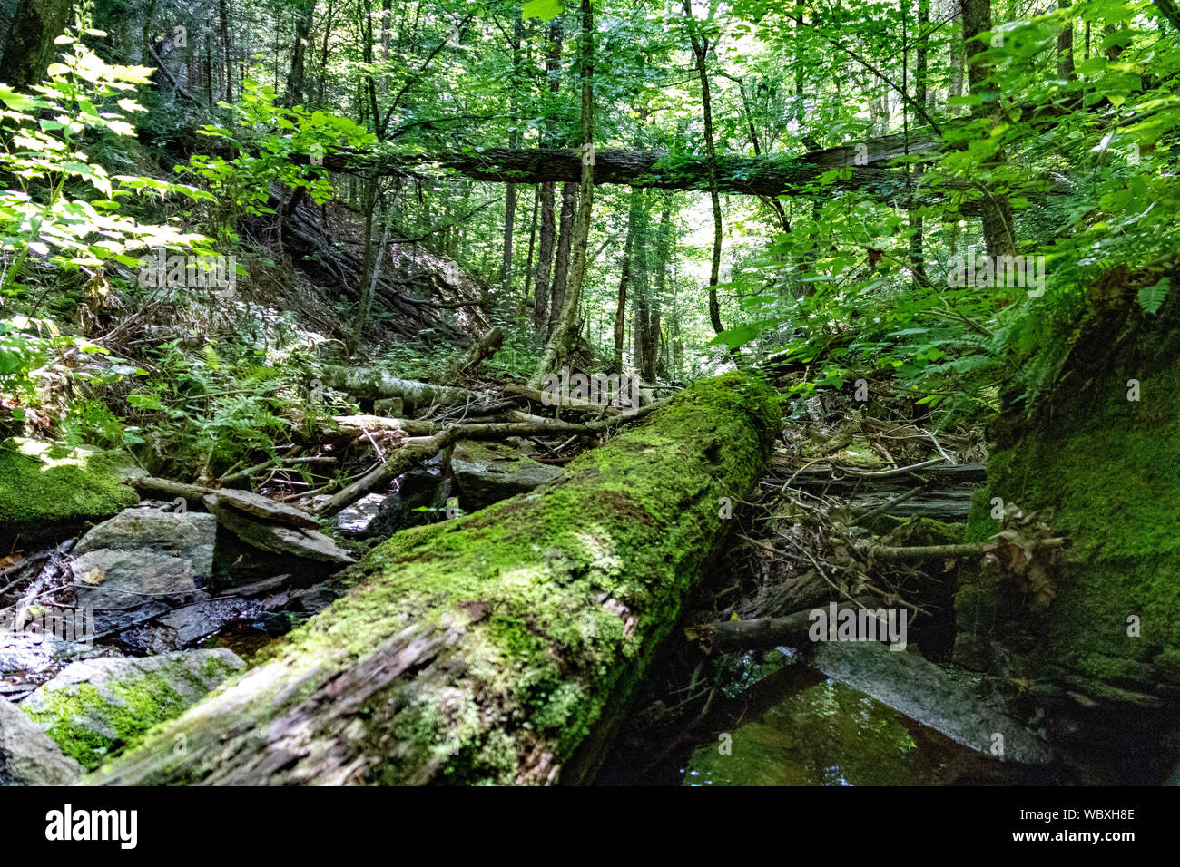 algonquin hiking trails