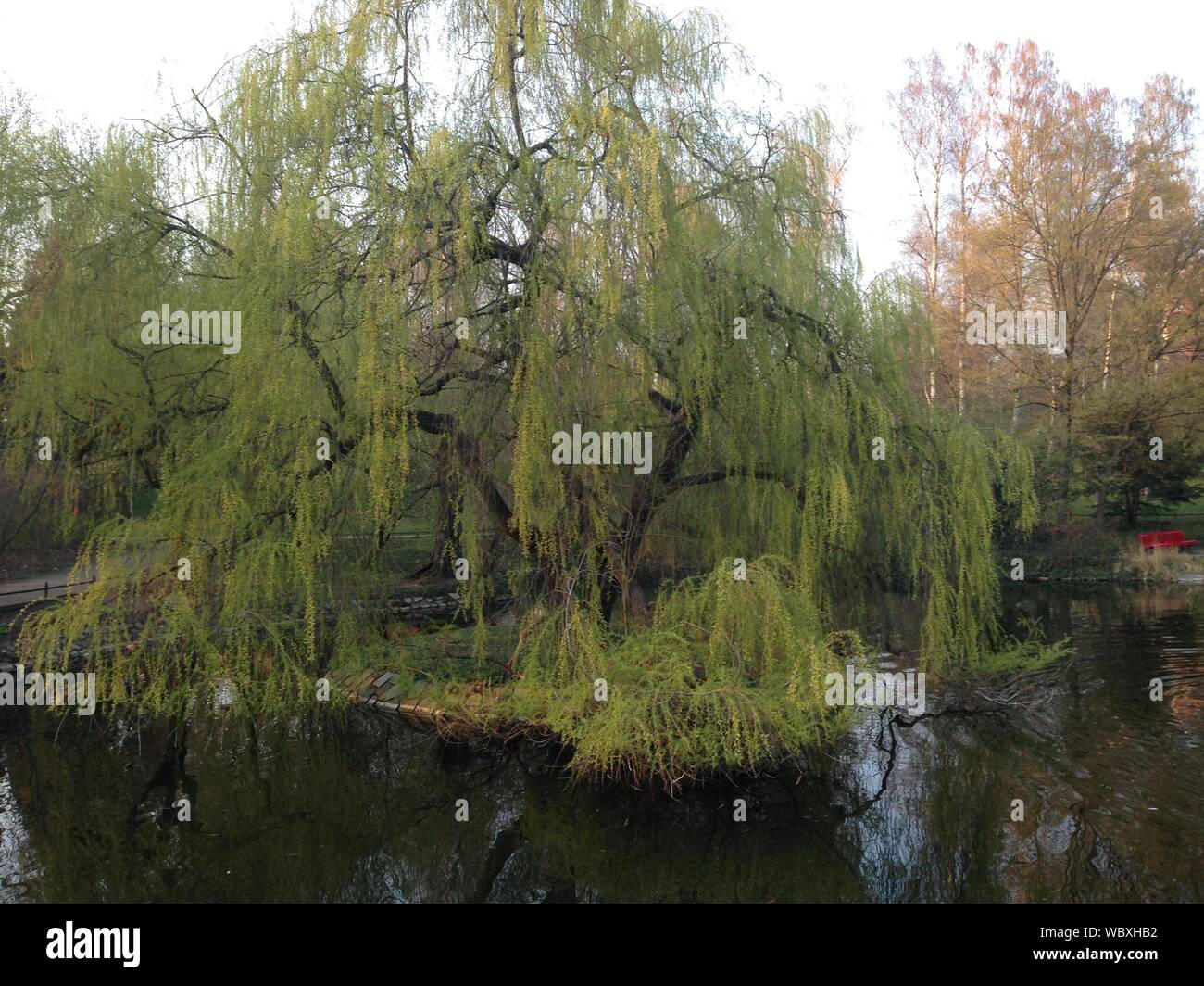 Weeping willow in park hi-res stock photography and images - Alamy