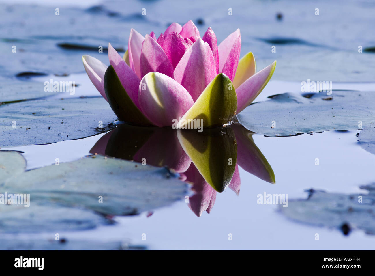 A pink water lily/lotus flower reflected in still water Stock Photo Alamy