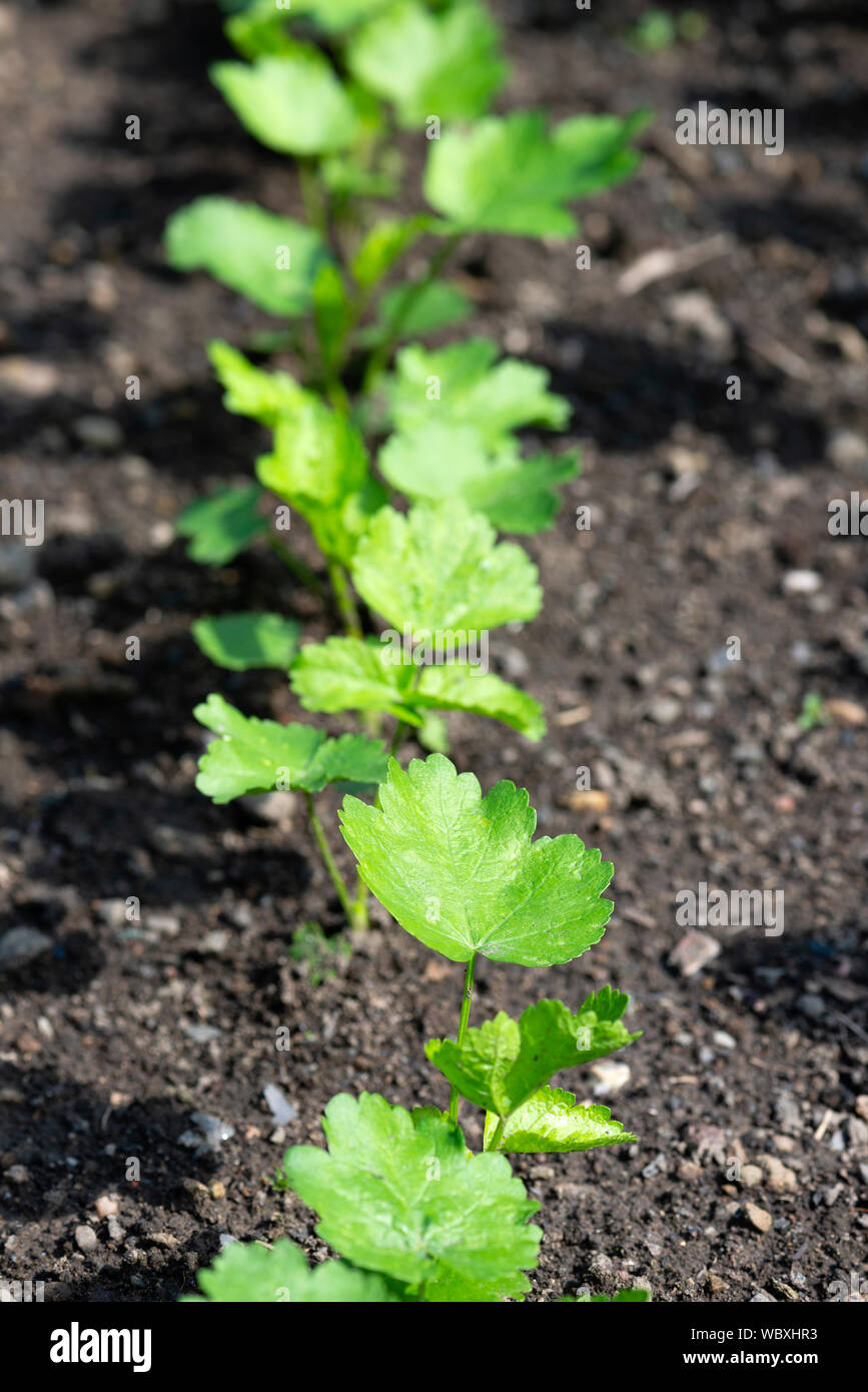 Parsnip seedlings (Pastinaca sativa) growing on a UK allotment. Stock Photo